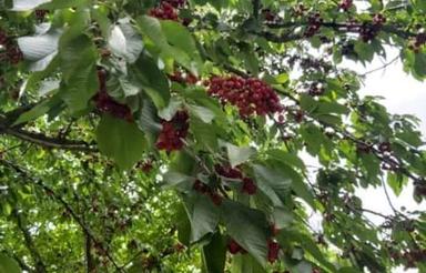 خونه باغ محیطی کامل آرام با بافت قدیمی کوچهای