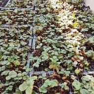 بوته سینی زده آماده