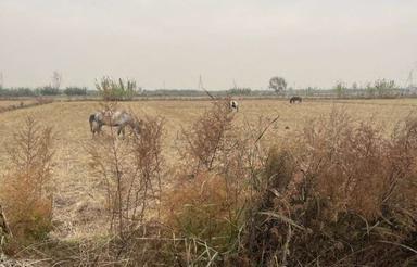 فروش زمین کشاورزی 4000 متر در لاله آباد