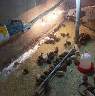 بلدرچین بالغ گوشتی استهبان