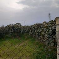 فروش کیوی روی درخت