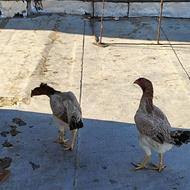 مرغ لاری رسمی درجه یک