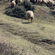 13راس میش آبستن