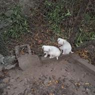 واگذاری توله سگ