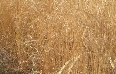 6 هکتار زمین فاصله تا روستا سه کیلومتر