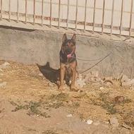 واگذار ژرمن نر سالم