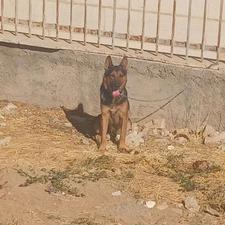 واگذار ژرمن نر سالم