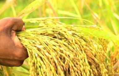 داوطلب کشاورزی