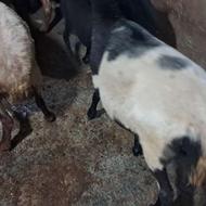 گوسفند میش ابستن