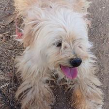 سگ پاکوتاه ماده