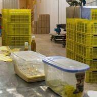 کارگر افغانی