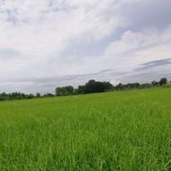 1000 متر زمین شالیزار