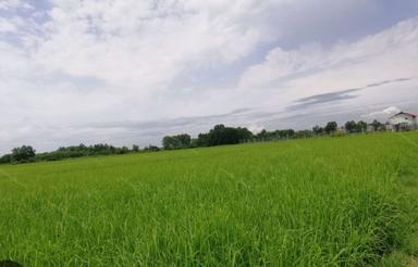 1000 متر زمین شالیزار