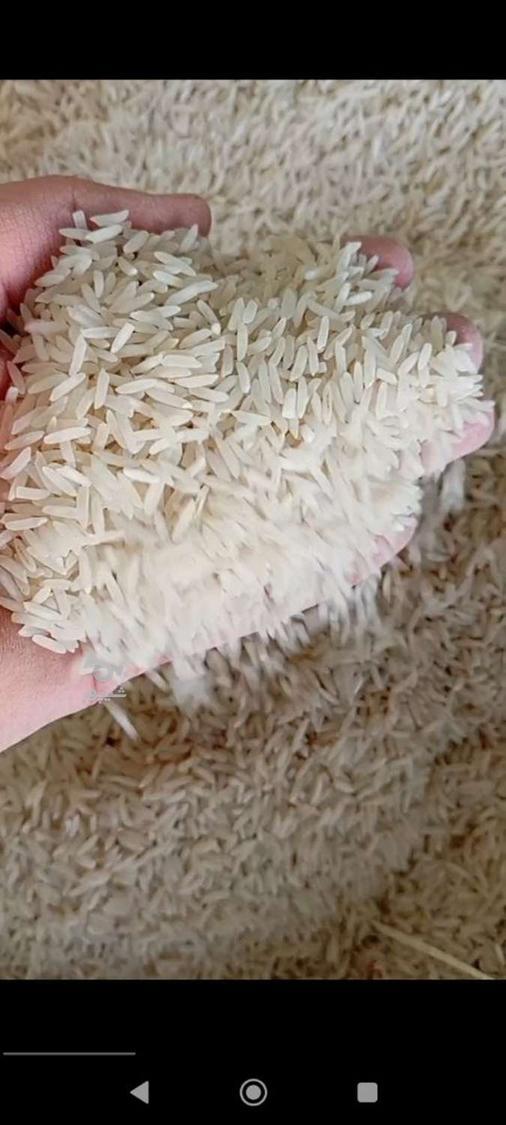 برنج فجر سوزنی