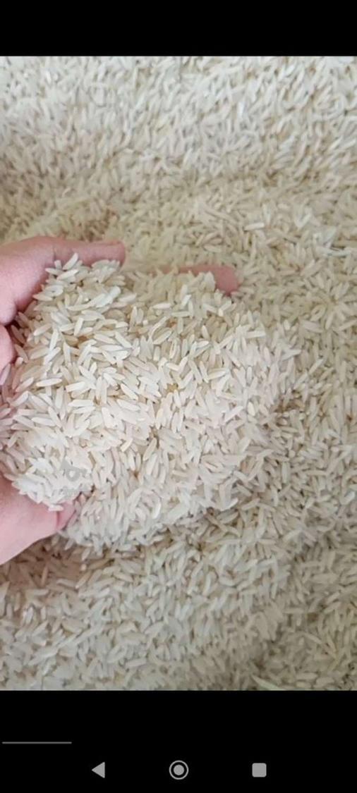 برنج فجر سوزنی