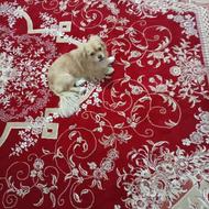 سگ پیکینز نر واگذاری