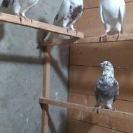 فروش کبوتر اصیل ایرانی