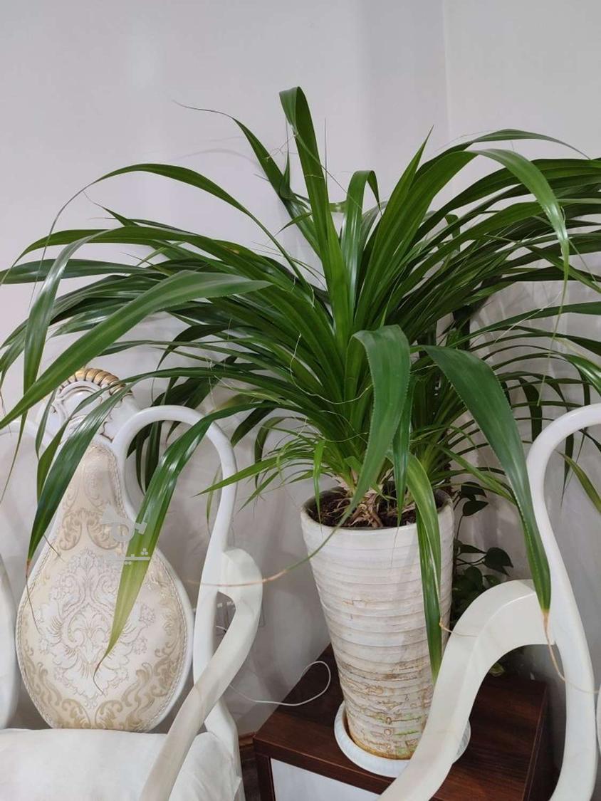 گل‌پاندانوس