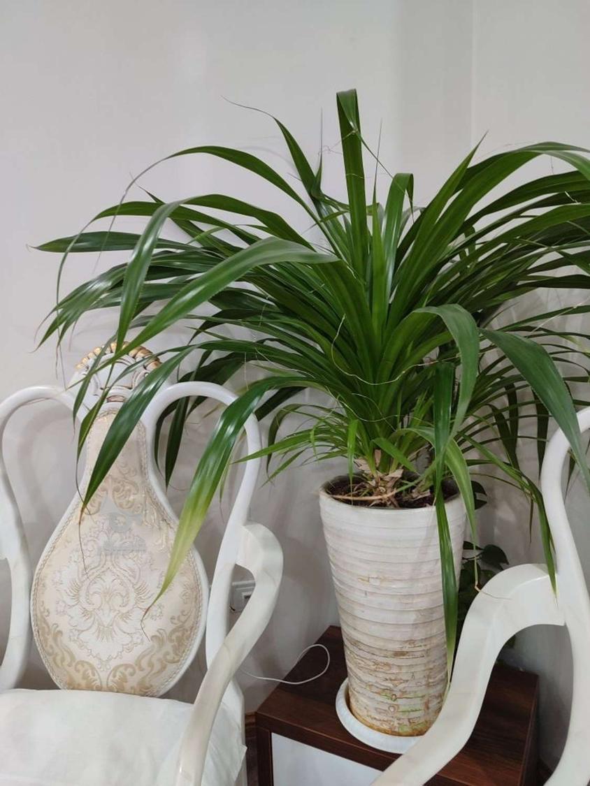 گل‌پاندانوس