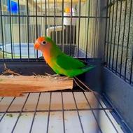 فروش فوری طوطی برزیلی