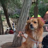 گمشده سگ پاپی