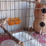 انواع فنچ همه نژادها