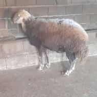 یک نرافشاردرجه یک تخمی رنگ جنس بالا