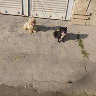 یک جفت سگ پاکوتا باطوله به علت نداشتن جاواگذاری