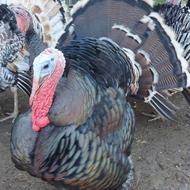 بوقلمون سالم سرحال