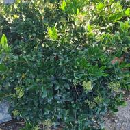 درختچه زیبا