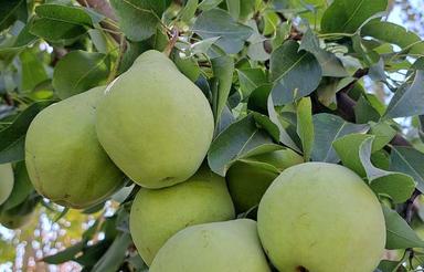 فروش یا معاوضه باخودرو