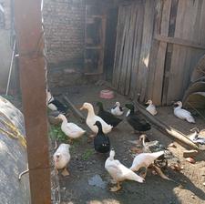 فروش اردک محلی و اسراییلی در نظام محله