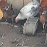 فروش مرغ ارگانیک گوشتی ومحلی غازاردک خروس