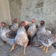 نیمچه ویاندوت اورنج اصیل