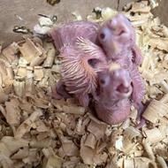 جوجه عروس لوتینو