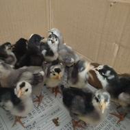 جوجه گلین طوسی پنگوئنی خال سوزنی اصیل