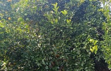 فروش 4700 متر باغ مرکبات