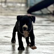 پیتبول 2 ماهه ماده