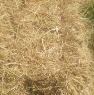 سرچینا خشک خشک