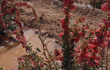 فروش 2000 متر زمین بجد مزرعه افتاب