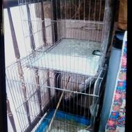 قفس برای طوطی