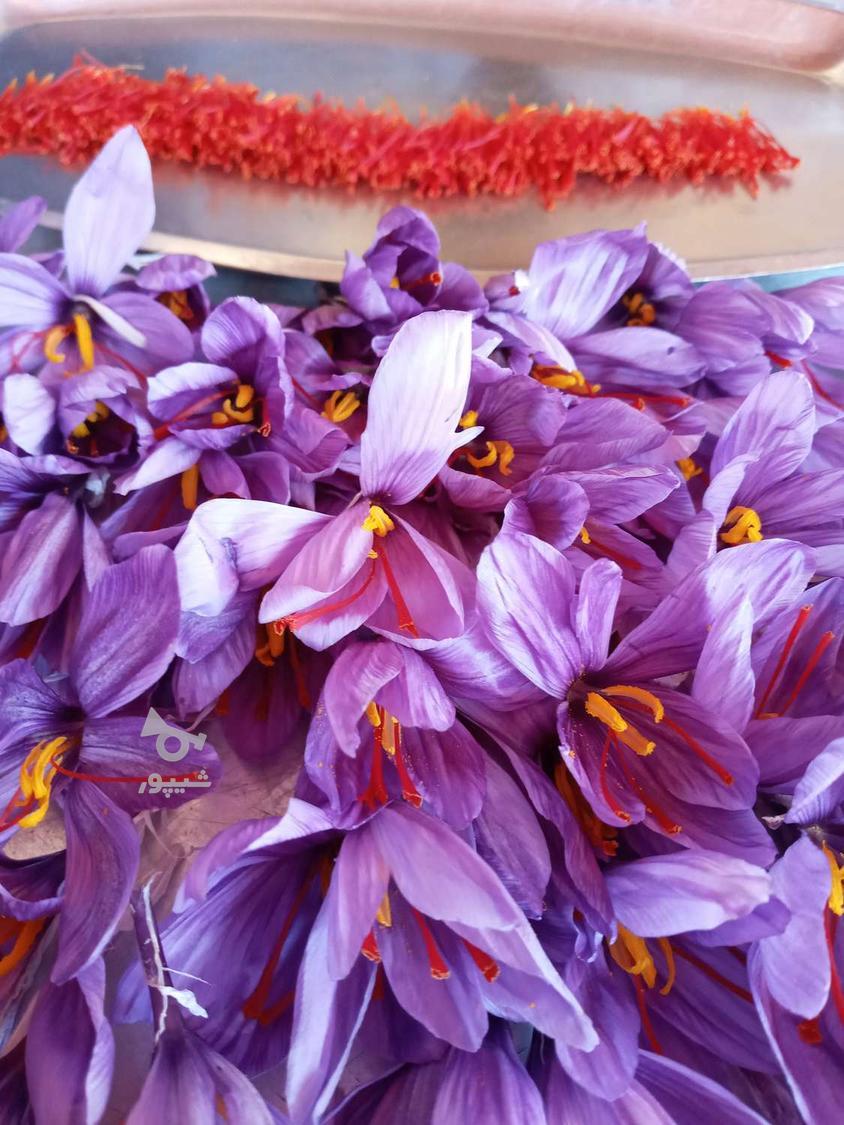 فروش زعفران