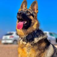 سگ ژرمن شپرد واگذاری