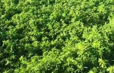 فروش 8هکتار زمین کشاورزی