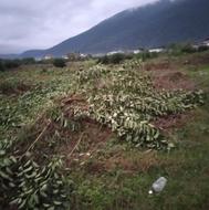 علفتراشی هرس خریدچوب قطع درخت