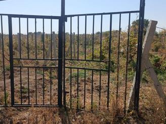 1300 متر انگور تاکستان