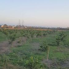 5000 متر باغ نارنگی ژاپنی محدوده معلم کلا