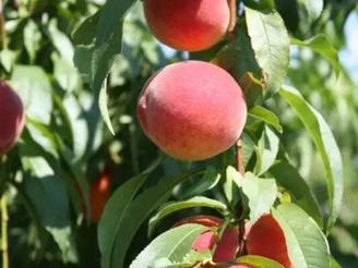 زمین باغ 900 متری