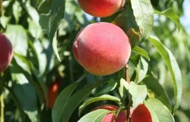 زمین باغ 900 متری