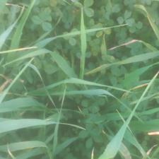 500 هکتار شخصی.......شبدر